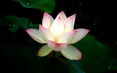 Returning to Self